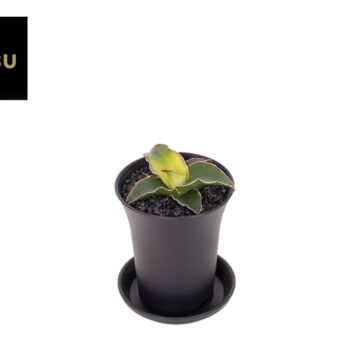 Sansevieria Star Canary in sierpot