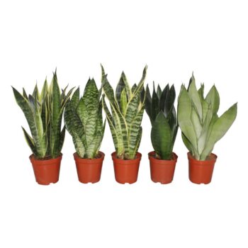 Sansevieira mix 2pp 3-5 species