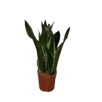 Sansevieria Silver flame 3pp