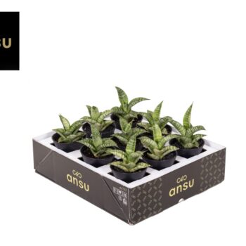 Sansevieria Star Mini Marbel No. 2 in sierpot
