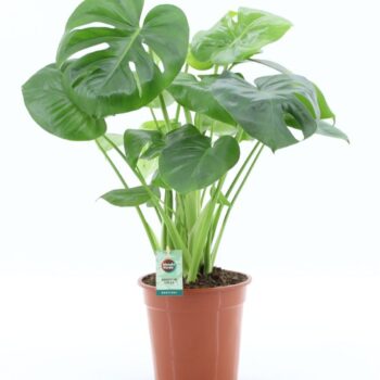 Monstera Deliciosa