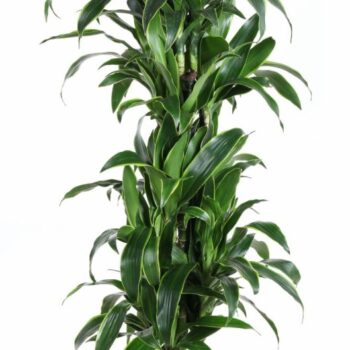 Dracaena Arturo vertakt P31