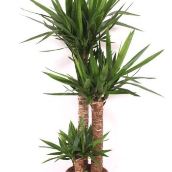 Yucca elephantipes 90-60-30 XL