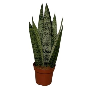 Sanseviera Zeylanica Fan