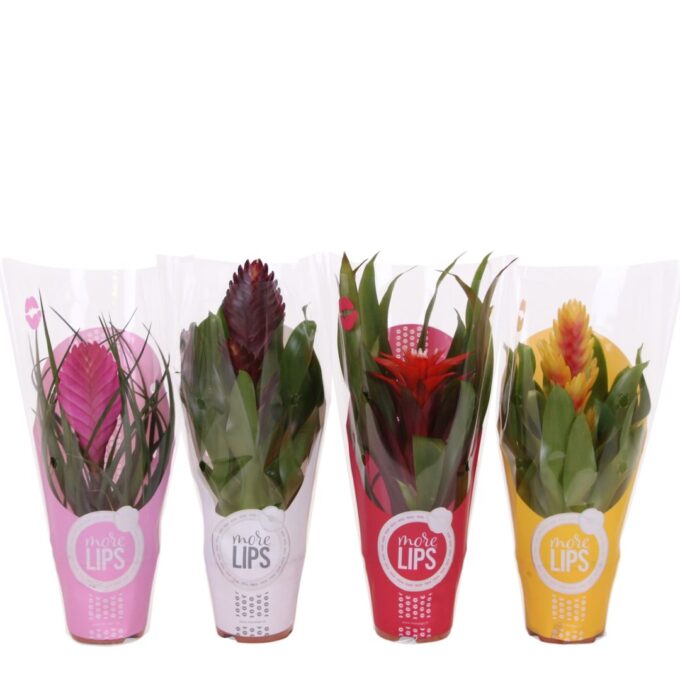 Bromelia Adventure Gemengd Morelips