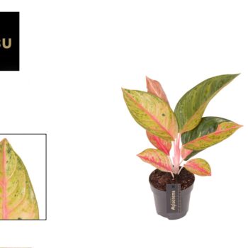 Aglaonema Gala Red