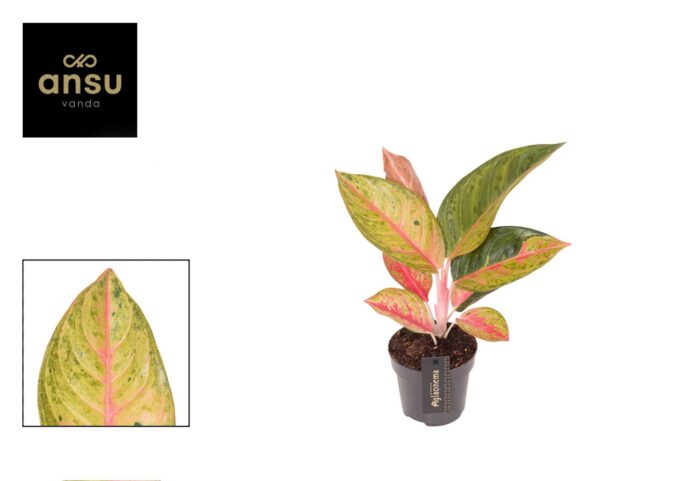 Aglaonema Gala Red