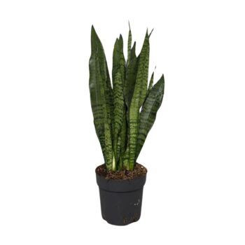 Sansevieria Black Coral