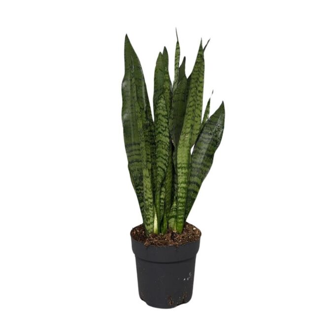 Sansevieria Black Coral