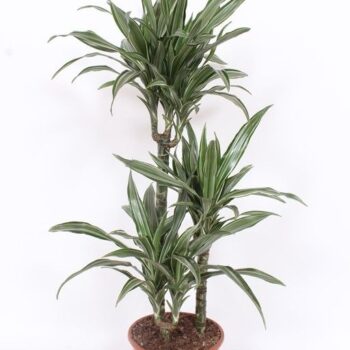 Dracaena Ulises