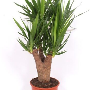 Yucca elephantipes