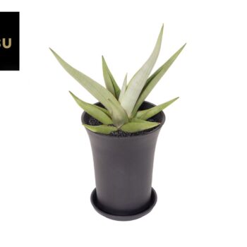 Sansevieria Comet Pastel Grey No.1 XL in sierpot