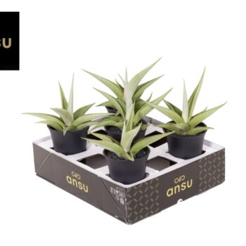 Sansevieria Comet Pastel Grey No. 2 XL in sierpot