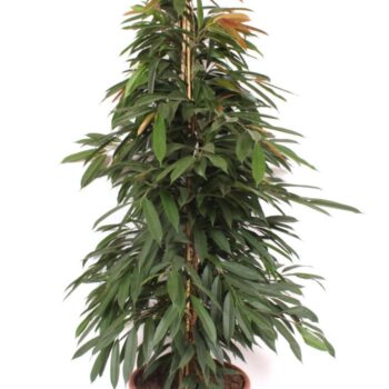 Ficus Amstel King