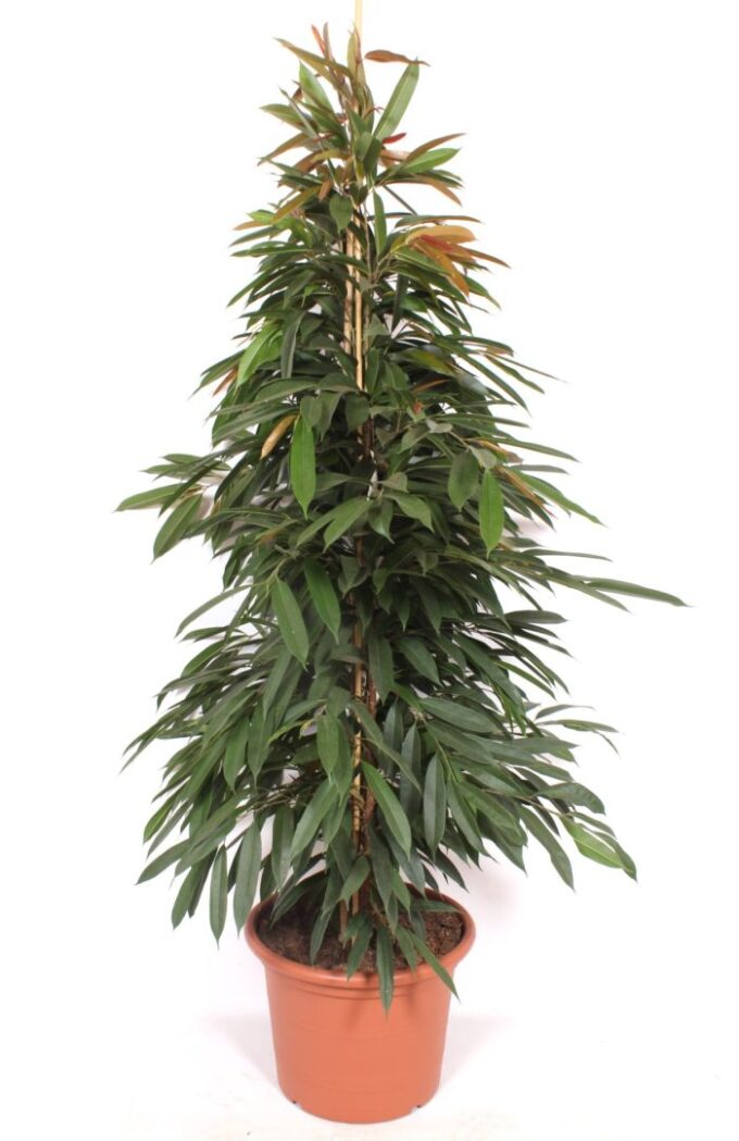 Ficus Amstel King