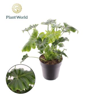 Philodendron Atlantis
