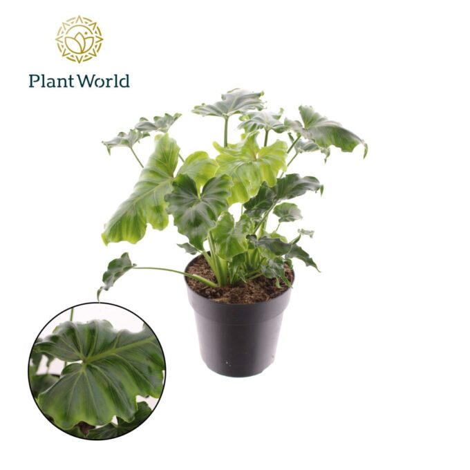 Philodendron Atlantis