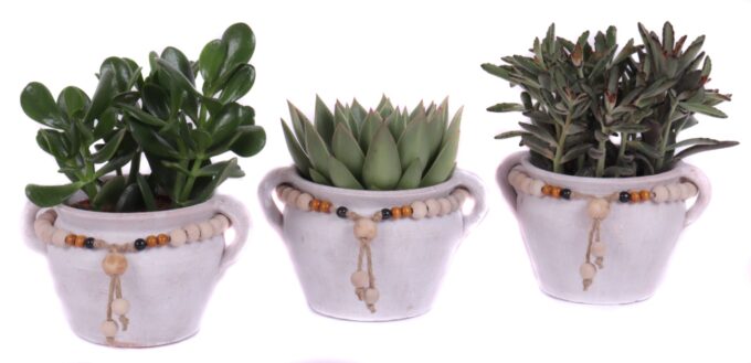 Succulent mix 12 cm in teno kruik