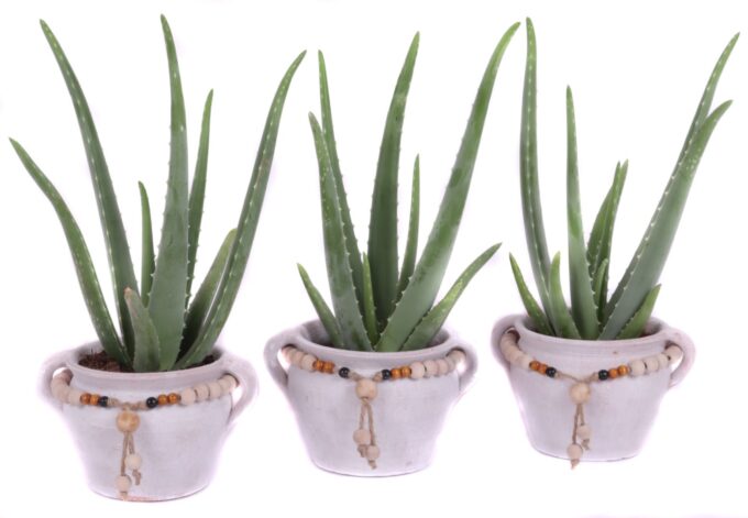 Aloe vera 12 cm in teno kruik