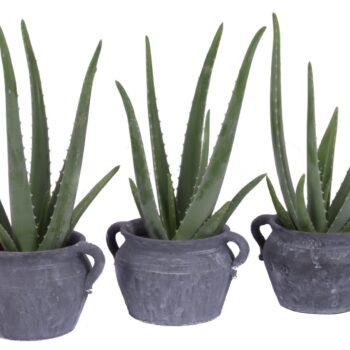 Aloe vera 12 cm in el teide kruik