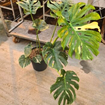 Monstera deliciosa 'Thai Constellation' P30