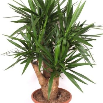 Yucca elephantipes