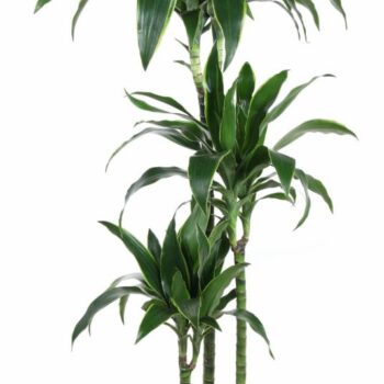 Dracaena Arturo 90-60-30