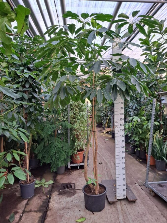 Schefflera Amate stam XL