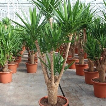 Yucca elephantipes