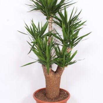 Yucca elephantipes