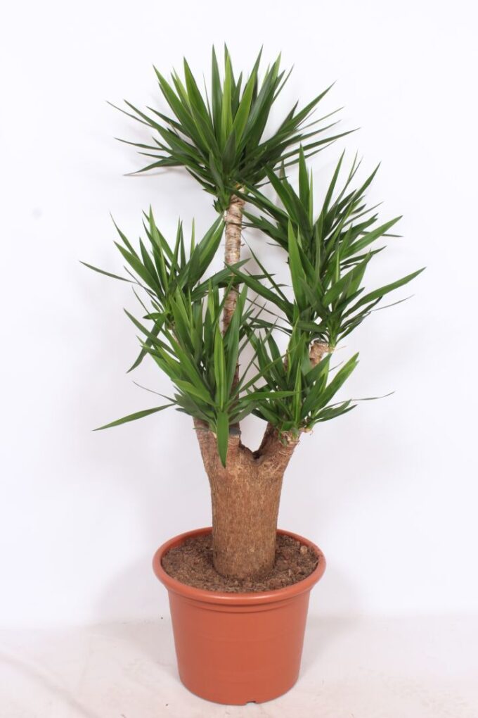 Yucca elephantipes