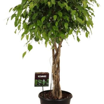 Ficus benj. Exotica melted braid