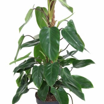 Philodendron Emerald Queen mosspole