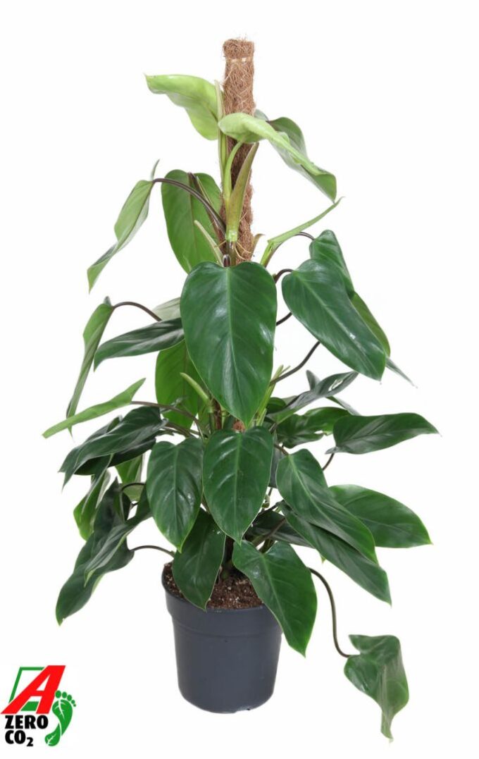 Philodendron Emerald Queen mosspole