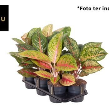 Aglaonema Mix 15cm