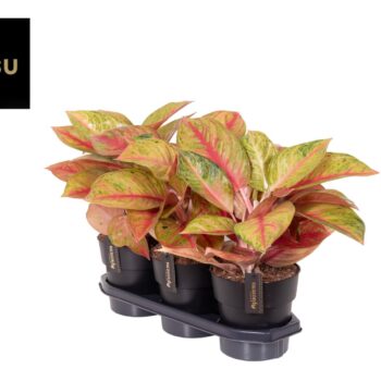 Aglaonema Gala Red