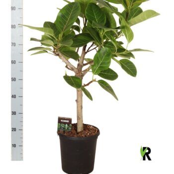 Ficus beng. Altissima