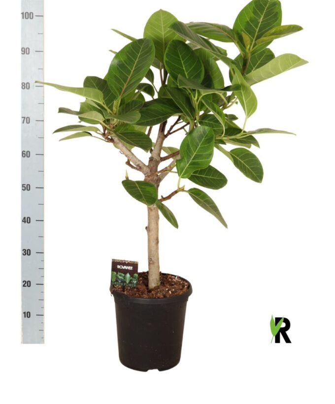 Ficus beng. Altissima