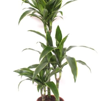 Dracaena Arturo