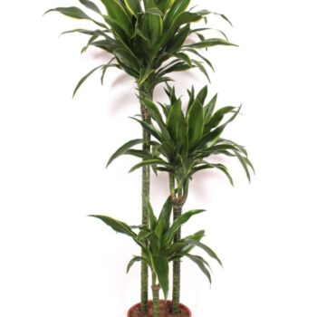 Dracaena Arturo