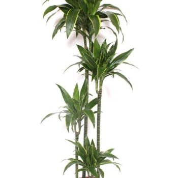 Dracaena Arturo 120-90-60-30