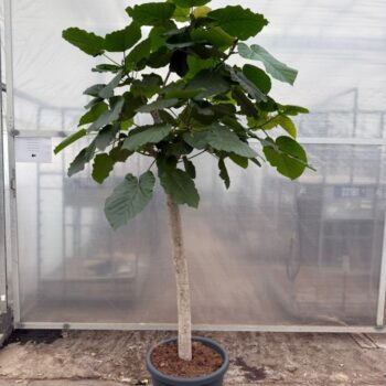 Ficus Umbellata