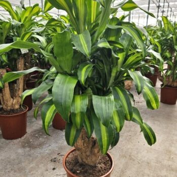 Dracaena Massangeana