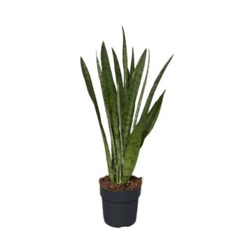 Sansevieria Silver Princess