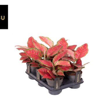 Aglaonema Cayenne Red