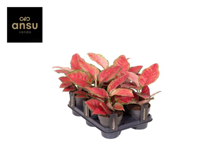 Aglaonema Cayenne Red