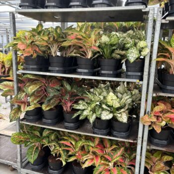 Aglaonema A2 Mix