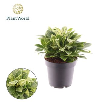 Philodendron Birkin compactum