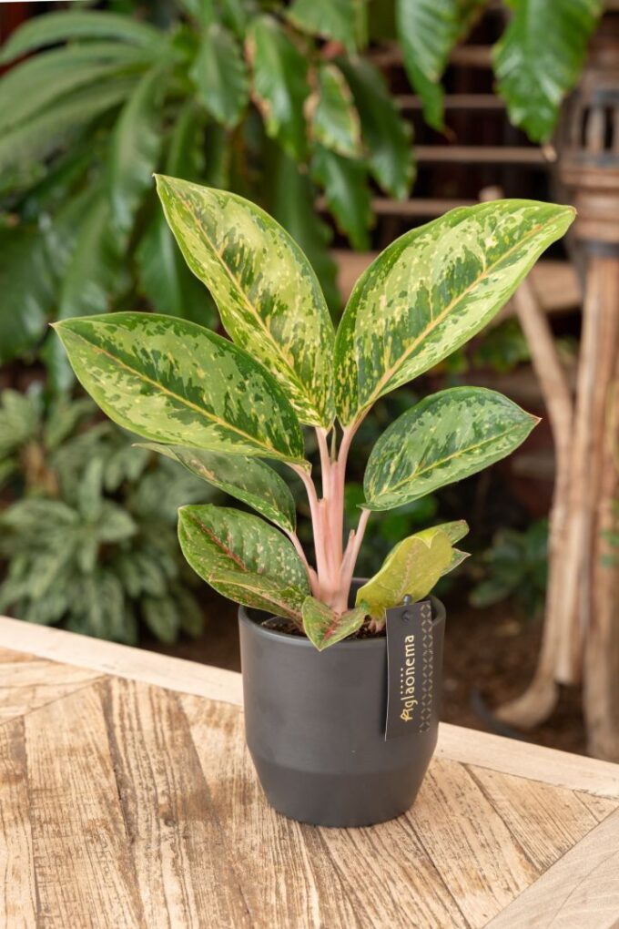 Aglaonema Camo Coralie