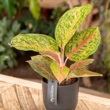 Aglaonema Grand Bouquet
